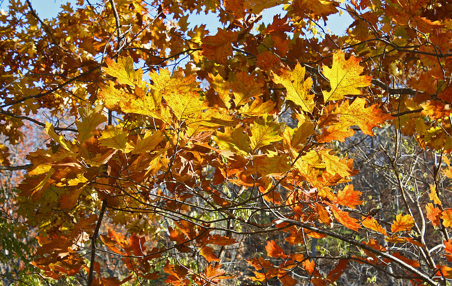 Autumn Oak Leaves Photograph by Ellen Tully