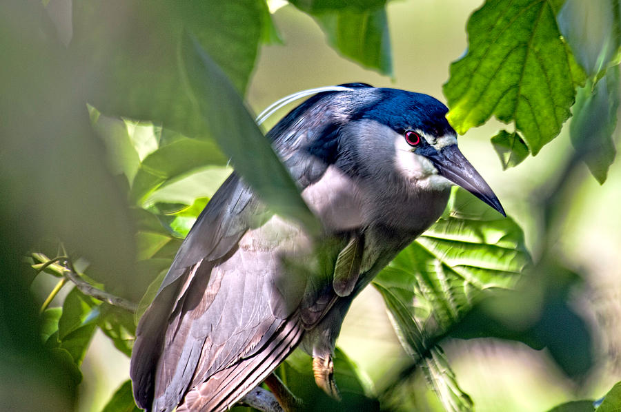 Bird Photograph - Aukuu  or Black crowned  Night Heron by Dan McManus
