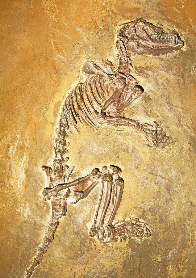 Aumelasia Fossil Photograph by Millard H. Sharp