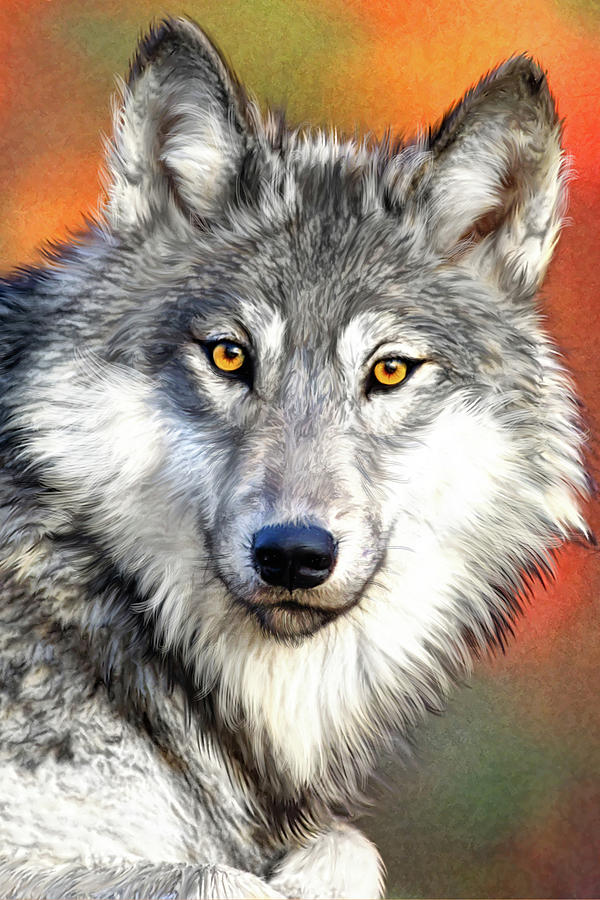 Aumtumn Wolf Painting by MGL Meiklejohn Graphics Licensing - Fine Art ...