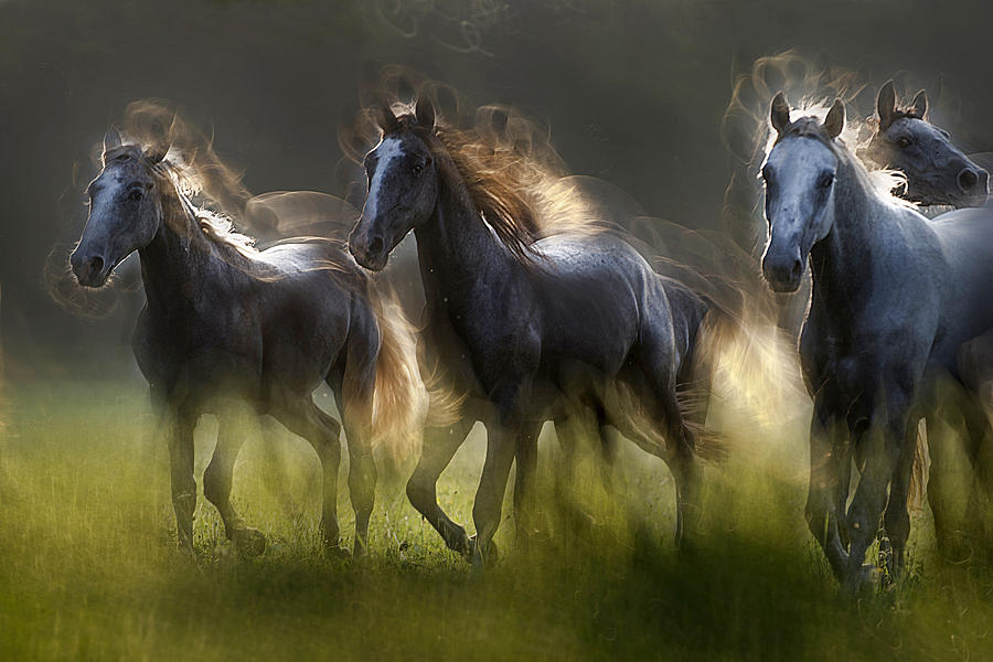 Horse Photograph - Aura by Milan Malovrh