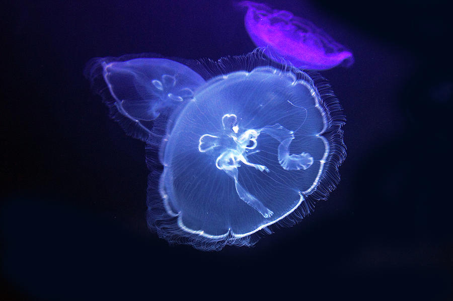Aurelia Aurita  Moon Jellyfish Photograph by Bhs