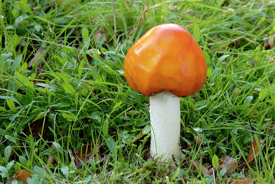 Mushroom Photograph - Aureola Form Of Amanita Muscaria Fungus by Nigel Downer