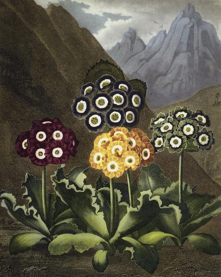 Auriculas Painting by John Robert Thornton - Fine Art America