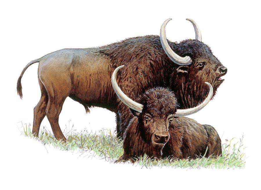 Aurochs Photograph by Michael Long/science Photo Library