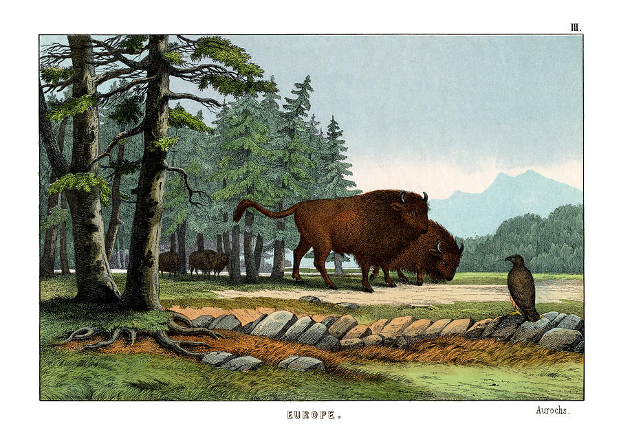 Mammal Drawing - Aurochs of Lithuania by Splendid Art Prints