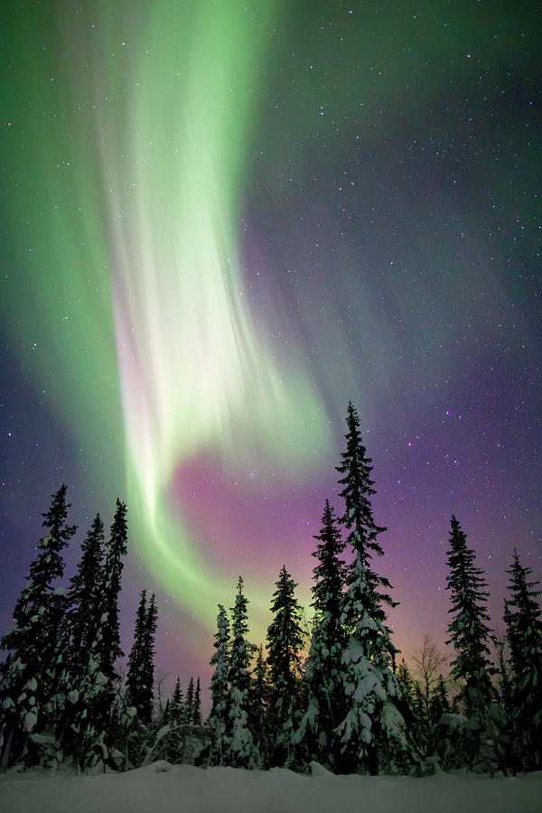 Aurora Borealis And Snow Covered Trees Photograph by Justin Reznick ...