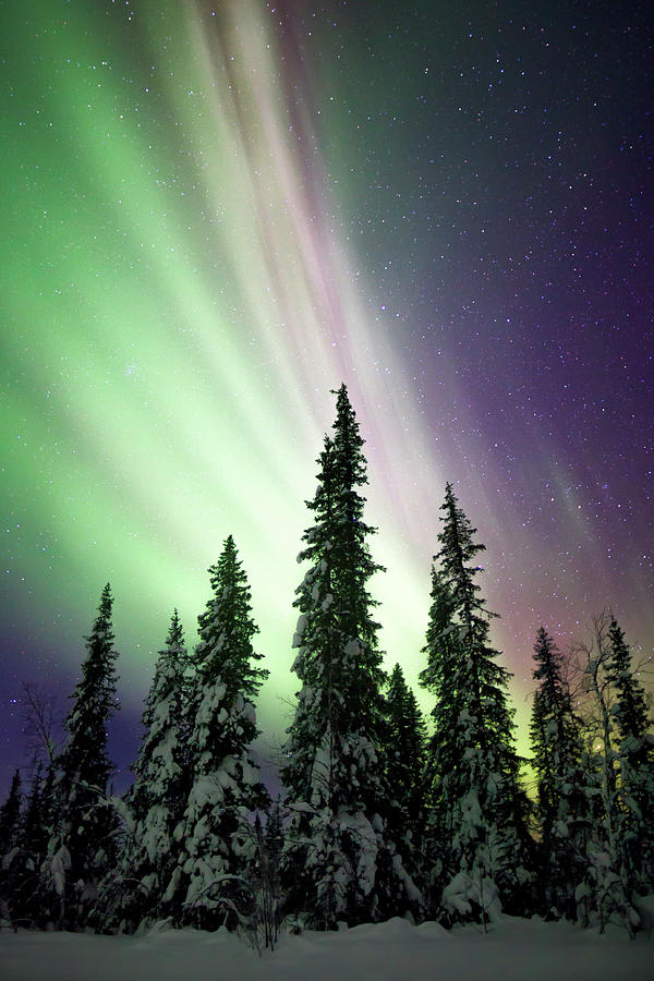 Aurora Borealis And Trees Photograph by Justin Reznick Photography