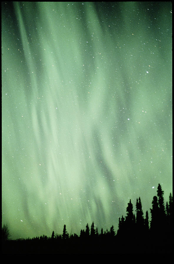 Aurora Borealis Or Northern Lights Over A Forest Photograph by Jack Finch/science Photo Library