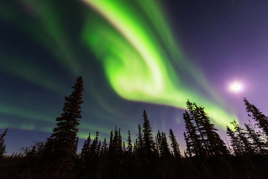 Aurora Borealis Over Spruce Trees Photograph by Carl Johnson