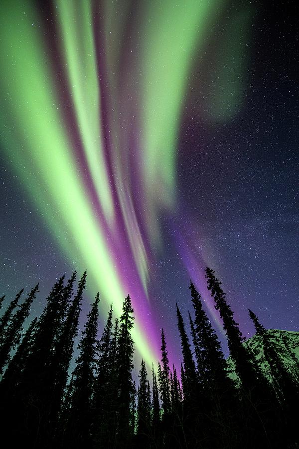 Aurora Borealis Over Trees Photograph by Chris Madeley