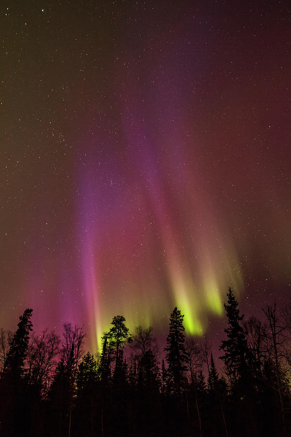 Aurora Borealis Over Trees Thunder Photograph by Susan Dykstra - Fine ...