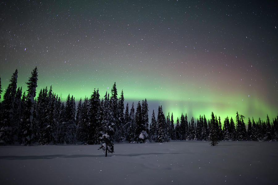 Aurora Borealis Winter Forest Photograph by Justinreznick