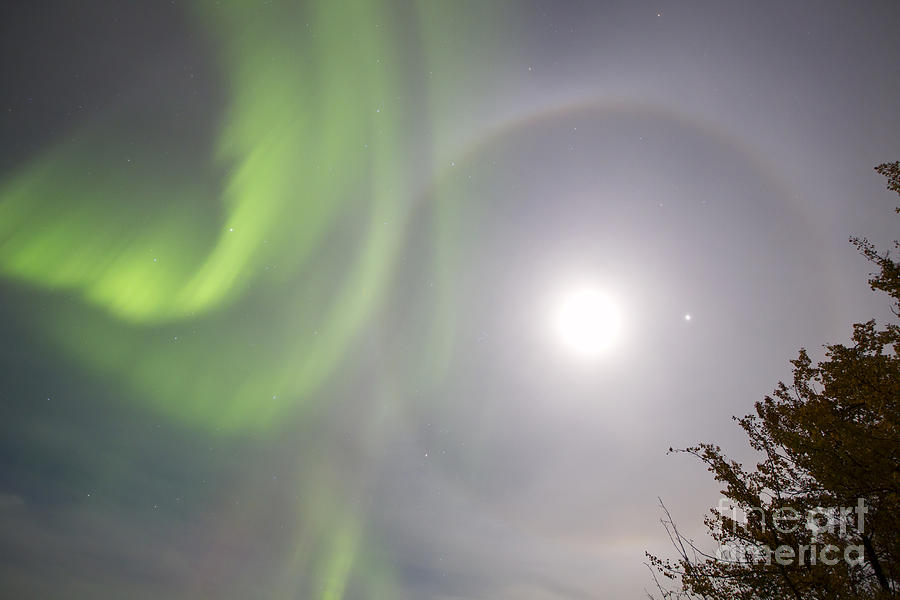 Aurora Borealis With Full Moon, Halo Photograph