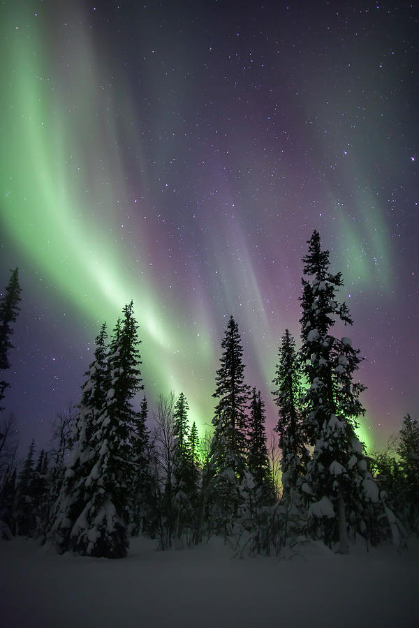 Aurora Borealis With Snow & Trees Photograph by Justinreznick