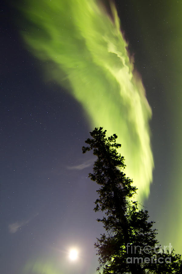 Aurora Borealis With Tree And Full Photograph by Joseph Bradley