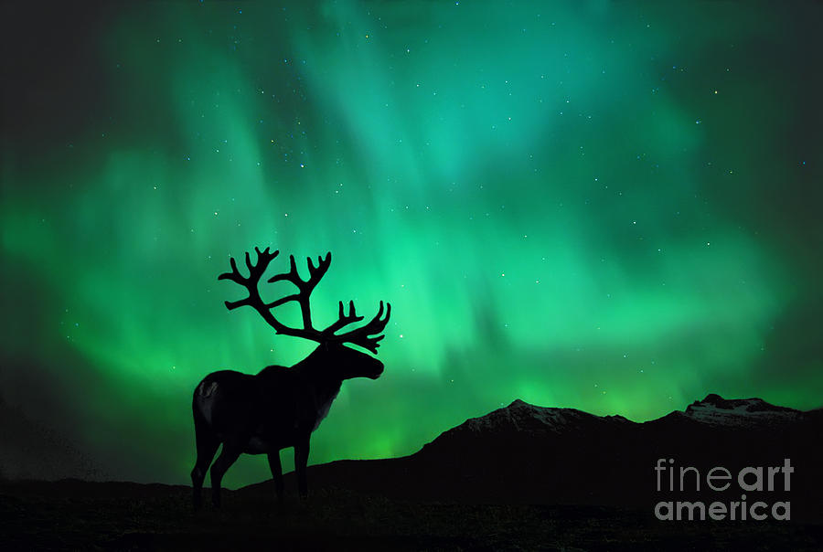 Aurora Caribou Photograph by John Hyde
