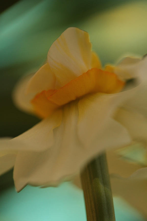 Aurora Daffodilis  Photograph by Connie Handscomb