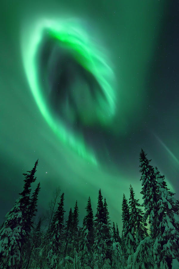 Aurora In A Frozen Forest In  Kiruna Photograph by David Clapp