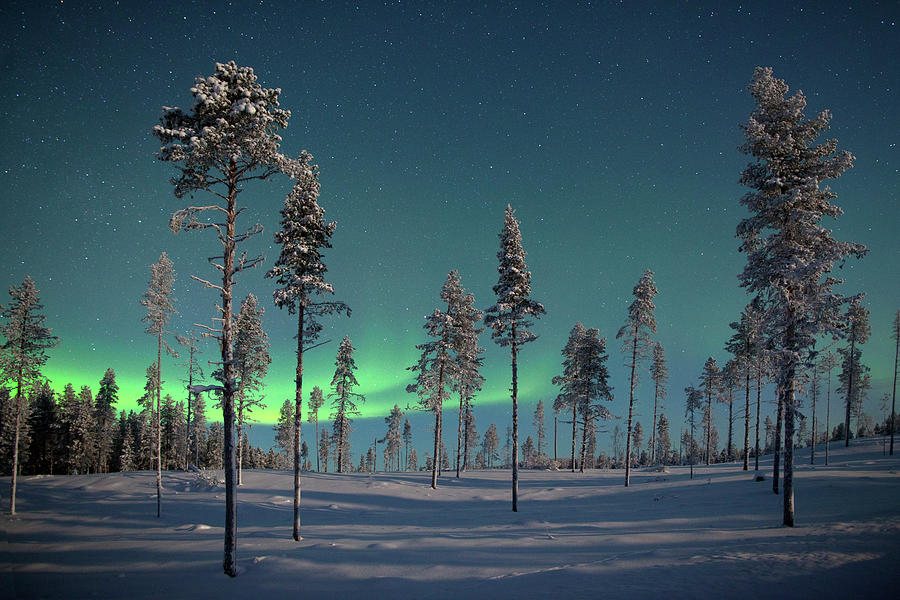 Aururora Over Frozen Pine Trees Photograph by Antonyspencer