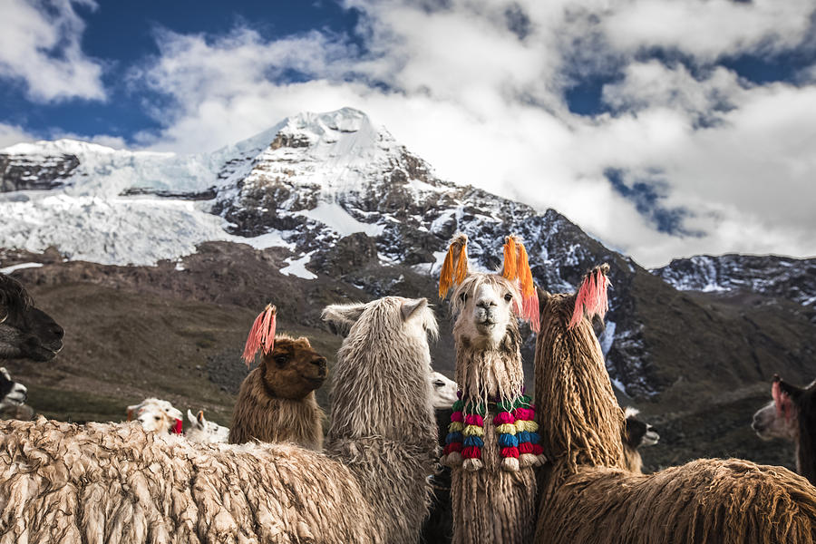 Ausangate Trek,  Cusco - Peru Photograph by Christian Declercq