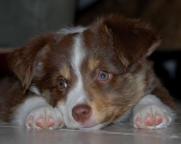 Dog Photograph - Aussie Pup by Kasie Morgan