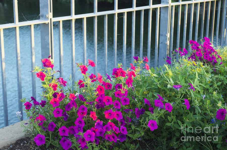  Austin Petunias  -  Luther Fine Art Photograph by Luther Fine Art