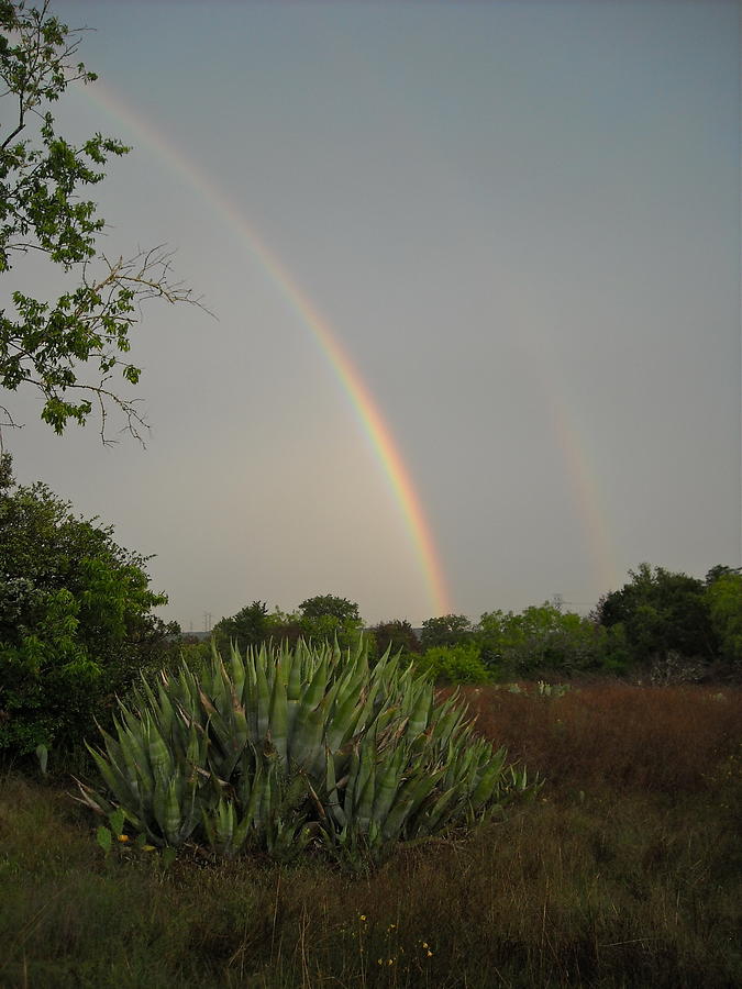 Austin Rainbows Photograph by Dave White - Fine Art America