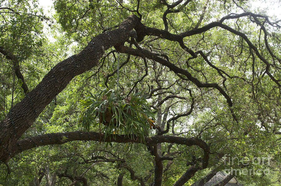 Austin Texas - Bending Tree with Air Plant - Luther Fine Art Photograph by Luther Fine Art
