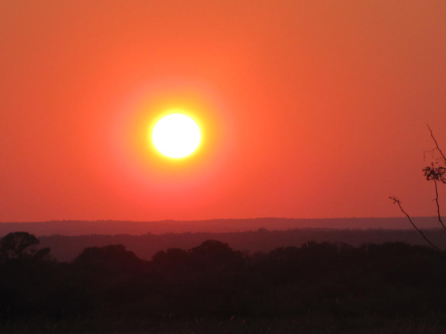 Austin Texas Longhorn Sunset Photograph by Shawn Hughes