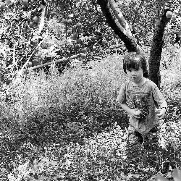 Austin Thick In The Apple Tree Photograph by Meredith Leah Austin Thick In The Apple Tree Photograph by Meredith Leah