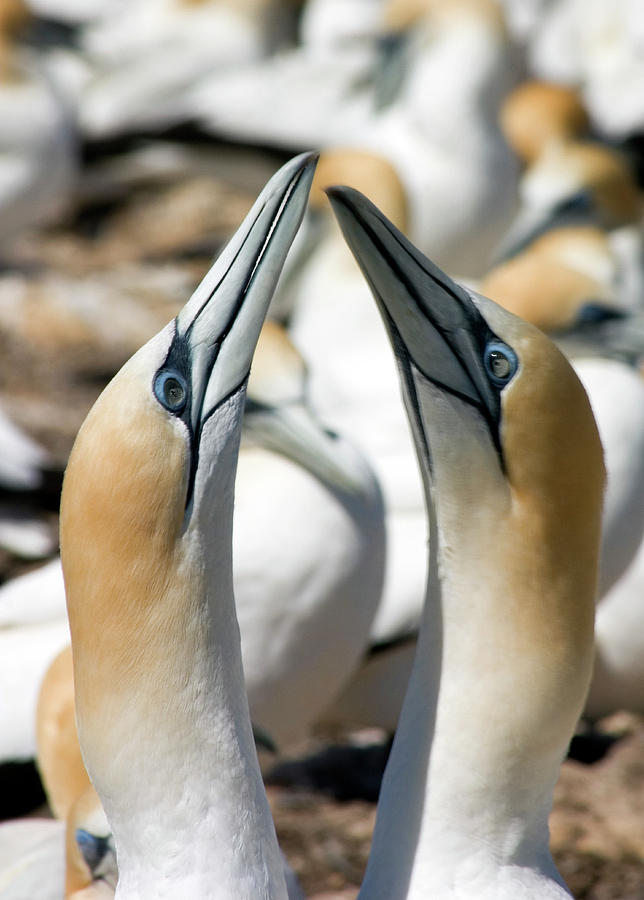 Wildlife Photograph - Australasian Gannets by David Taylor/science Photo Library