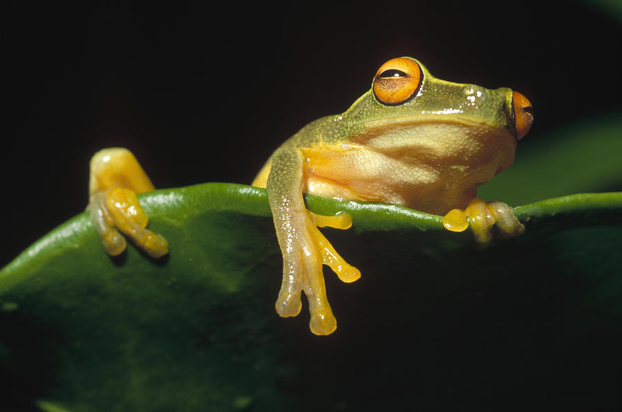 Australasian Tree Frog Papua New Guinea Photograph by Gerry Ellis