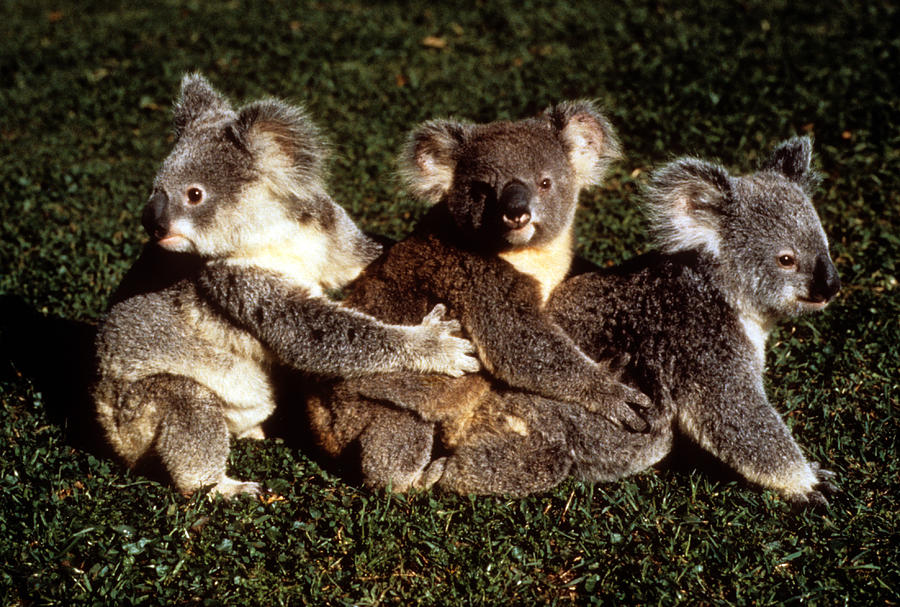 Australia - Koala Fun Photograph by Jacqueline M Lewis