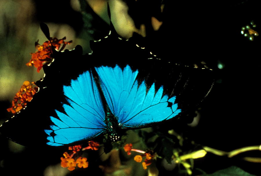 Australia - Rainforest Butterfly Photograph by Jacqueline M Lewis