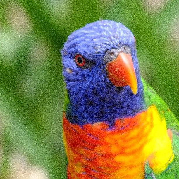 Bird Photograph - #australia #bird #birds by Miranda Jongman