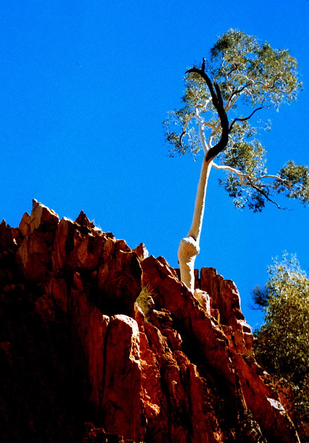 Australia - Ghost Gum Tree Photograph by Jacqueline M Lewis