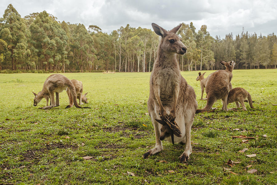Australia, New South Wales, kangoroos, some with joey (Macropus giganteus) on meadow Photograph by Westend61