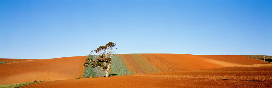 Tree Photograph - Australia by Panoramic Images