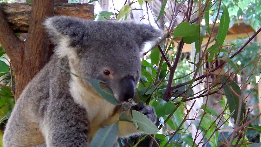 Australia - Koala Bear Eating Gum Leaves Photograph by Jeffrey Shaw ...