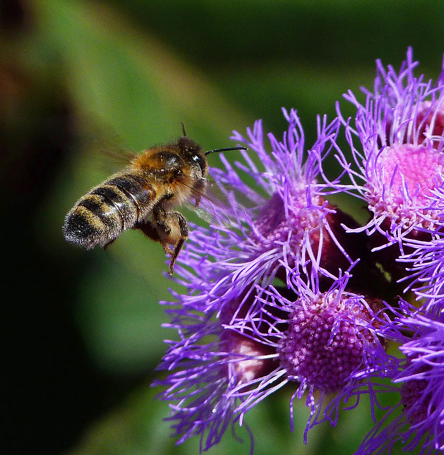 Flower Photograph - Australian Bee Arriving At Flower by Margaret Saheed
