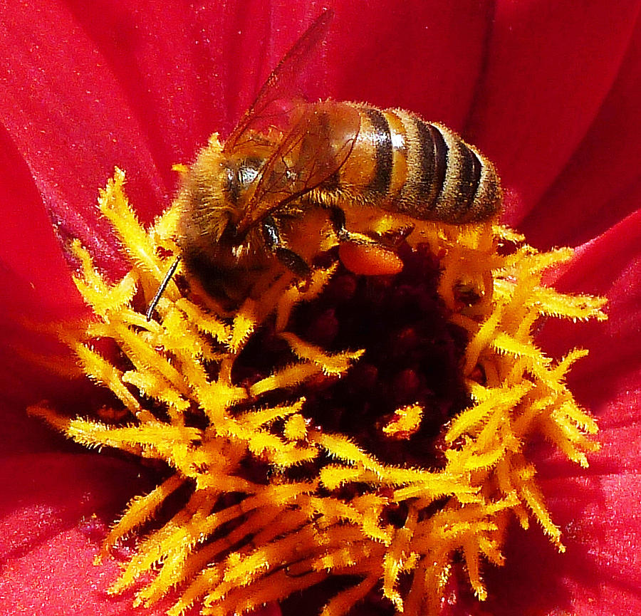 Australian Bee Enjoying Dahlia Pollen Photograph by Margaret Saheed