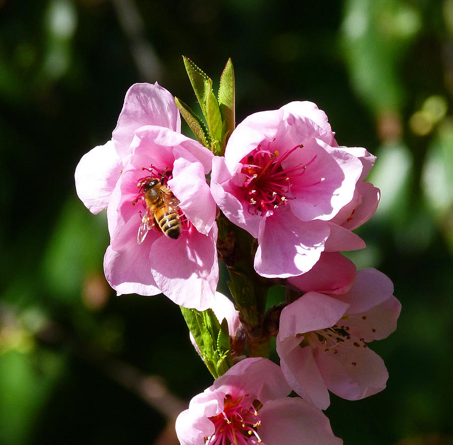 Australian Bee Enjoying Pollen In Springtime Photograph by Margaret Saheed