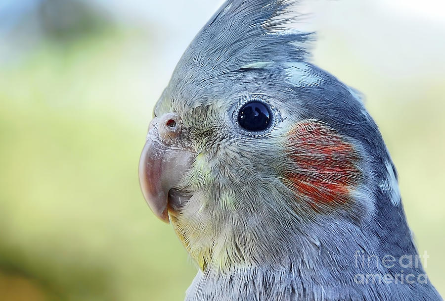 Parrot Photograph - Australian Birds - Cockateil by Kaye Menner