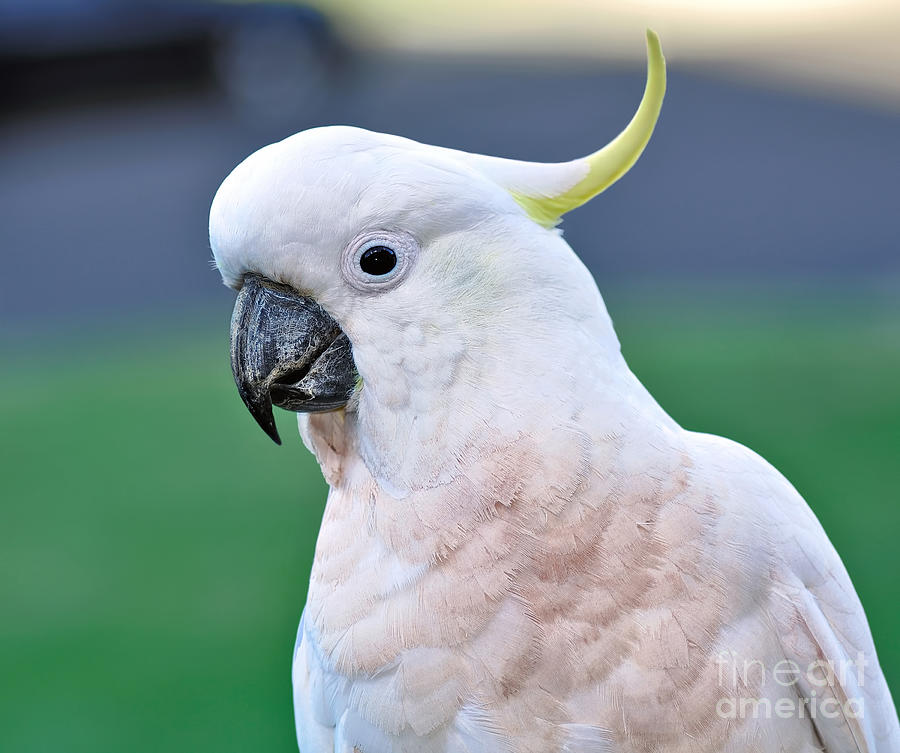 Australian Birds - Cockatoo Photograph by Kaye Menner