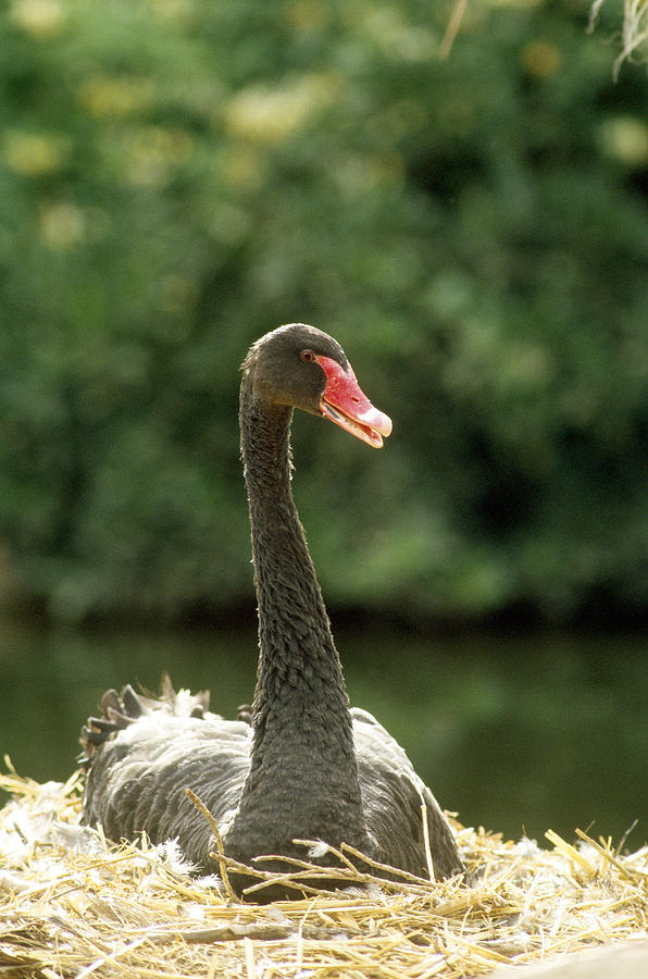 Australian Black Swan Nesting Photograph by Mark Newman