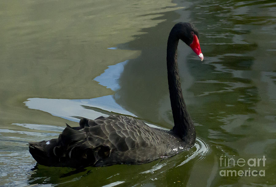 Australian Black Swan-Signed-#8160 Photograph by J L Woody Wooden