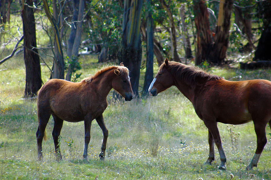 Australian brumby Photograph by Glen Johnson