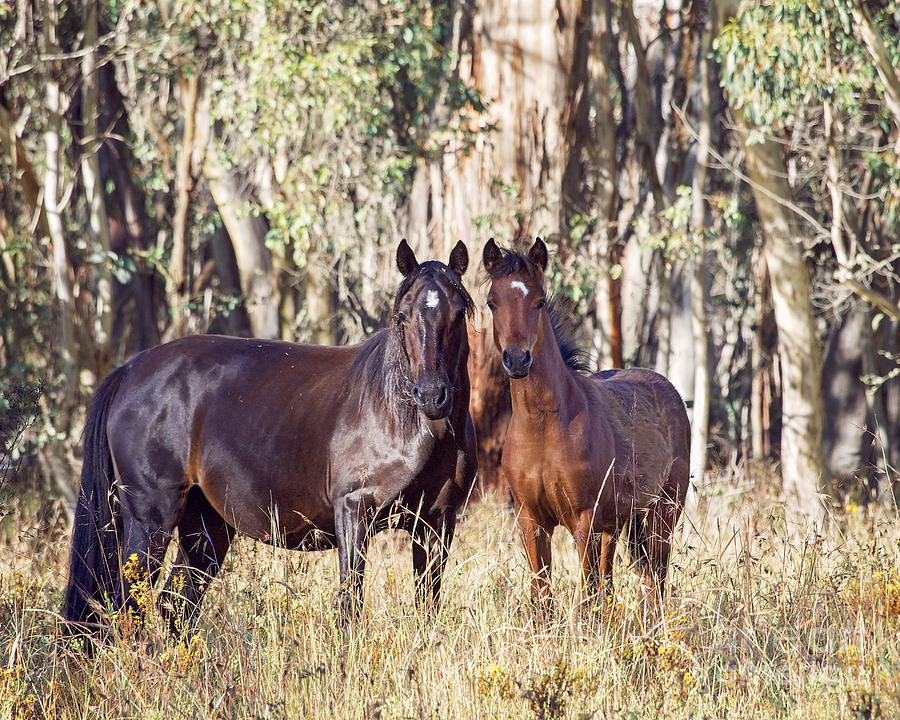 Australian Brumby Mare And Her Foal Photograph by Carol Hancock