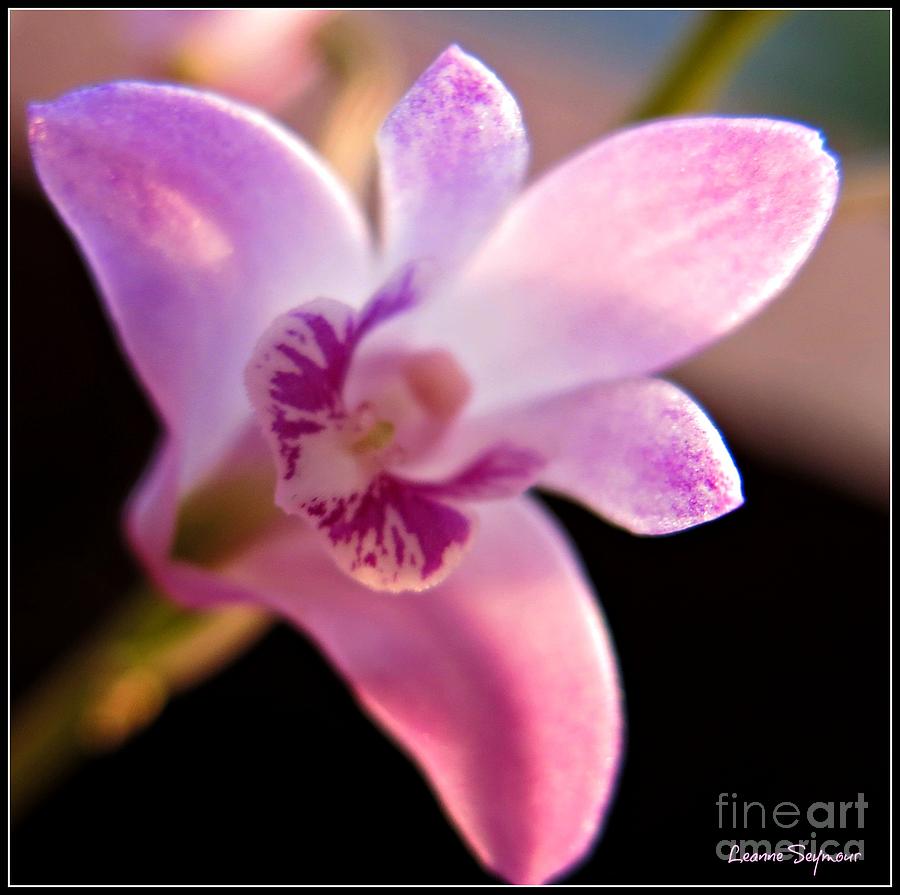 Australian Bush Orchid - Within Border Photograph by Leanne Seymour